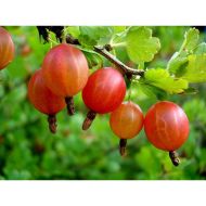 Саженец Крыжовник Розовый-2 в контейнере